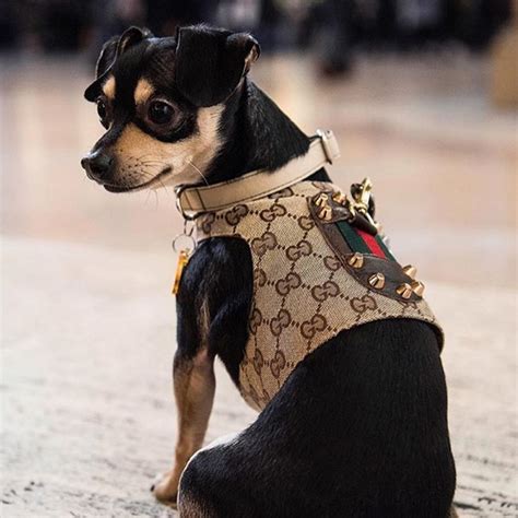 gucci pet clothes|gucci inspired dog harness.